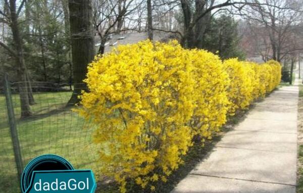 عکس زیبای گل یاس