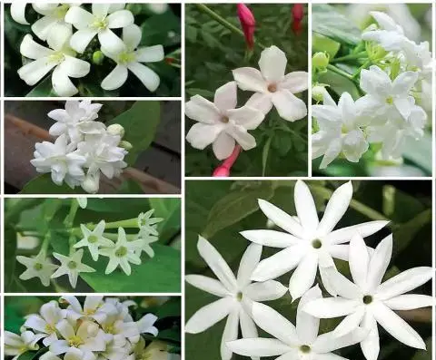 عکس زیبای گل یاس