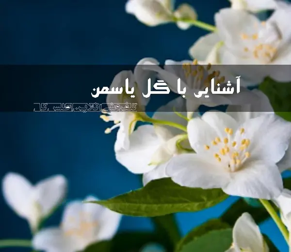عکس زیبای گل یاس