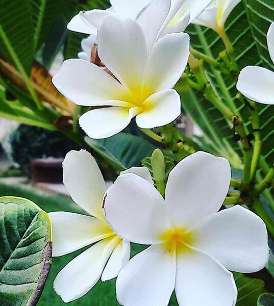 عکس زیبای گل یاس