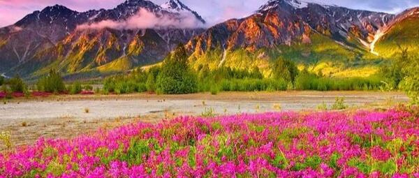 عکس طبیعت فوق العاده زیبا گل