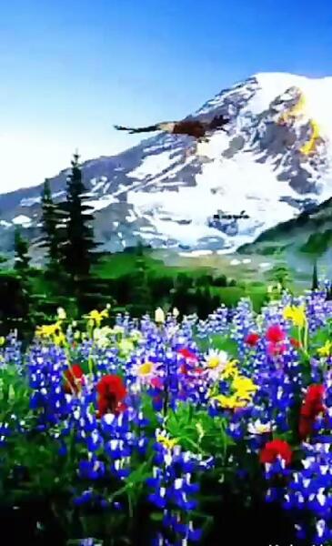 عکسهای زیبا از طبیعت متحرک