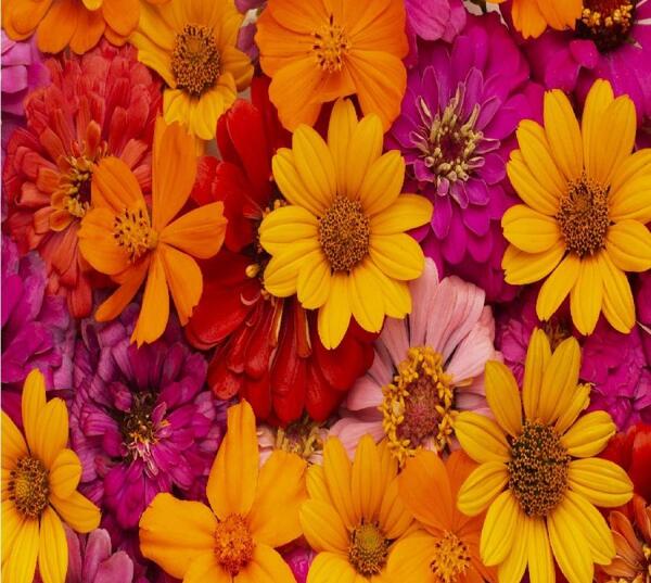 عکس های زیبای گل و طبیعت