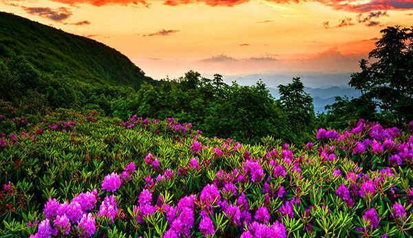 عکس پروفایل زیبای بهار