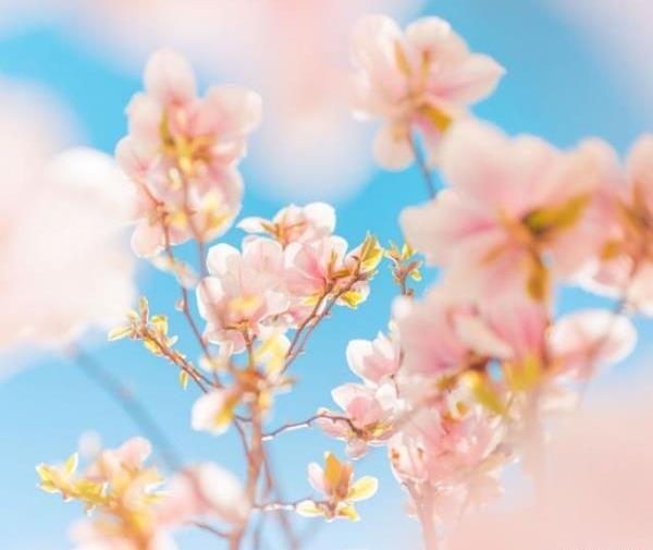 عکس پروفایل زیبای بهار
