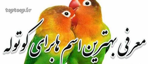 عکس طوطی برزیلی نر و ماده