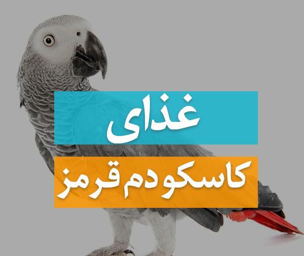عکس طوطی کاسکو دم قرمز