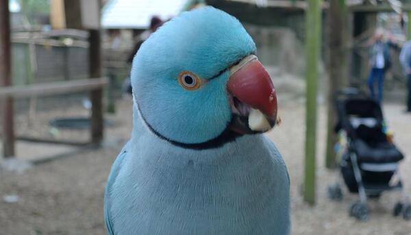 عکس طوطی خانگی بزرگ