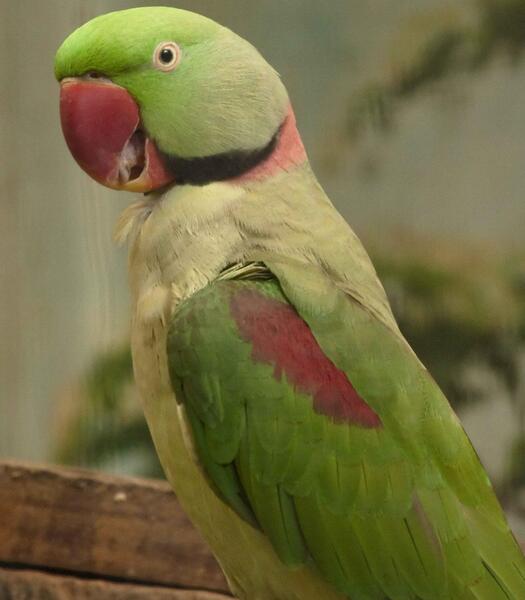 عکس طوطی خانگی بزرگ