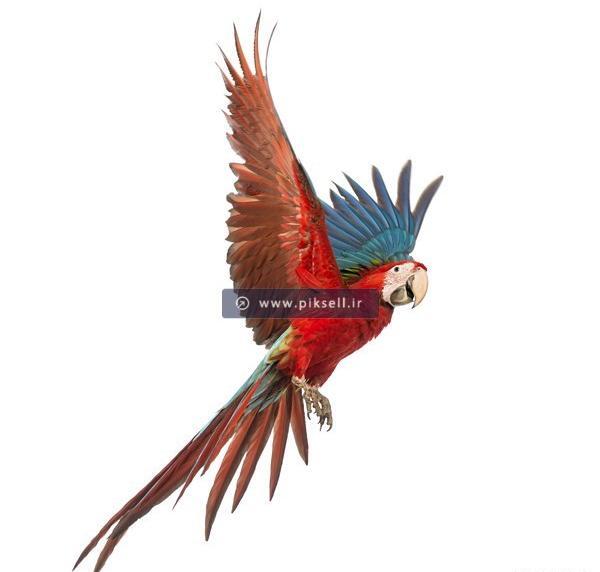 عکس طوطی قرمز رنگ