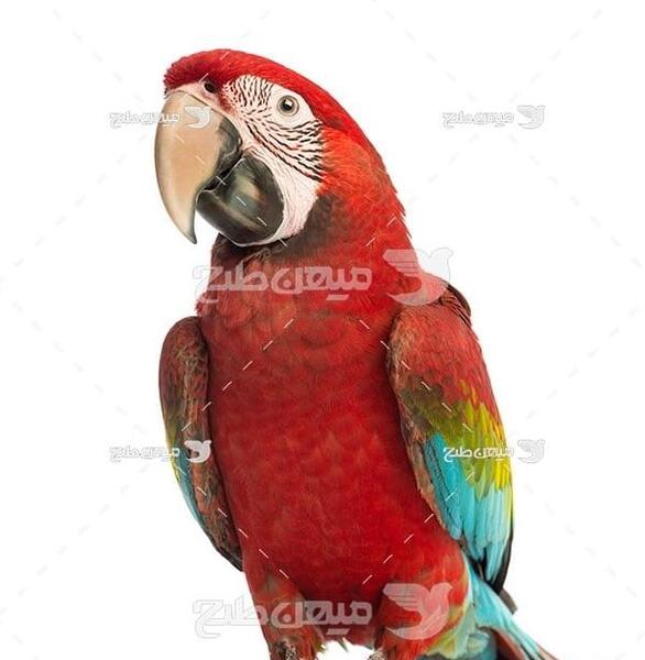 عکس طوطی قرمز رنگ