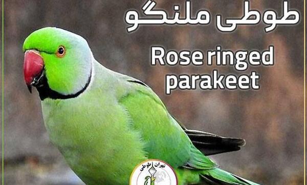 عکس قشنگ ترین طوطی