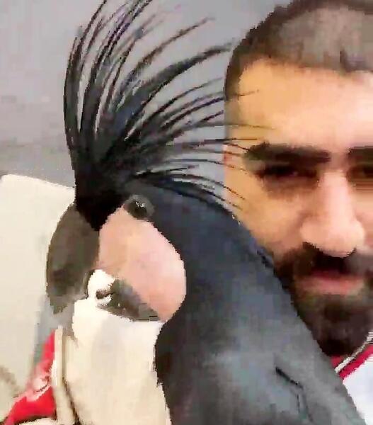 عکس طوطی های گران قیمت