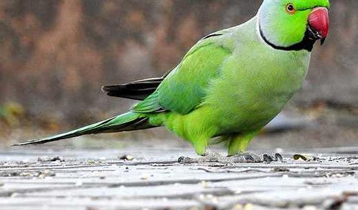 عکس های طوطی واقعی