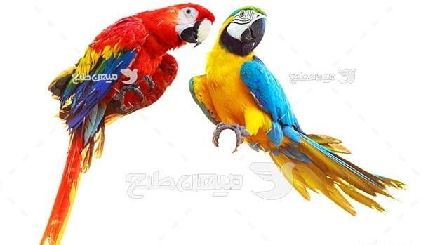 عکس های زیبا از طوطی ها