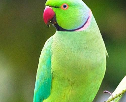عکس های زیبا از طوطی ها