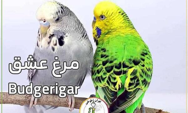 انواع طوطی با عکس و قیمت