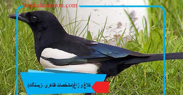عکس طوطی کلاغ