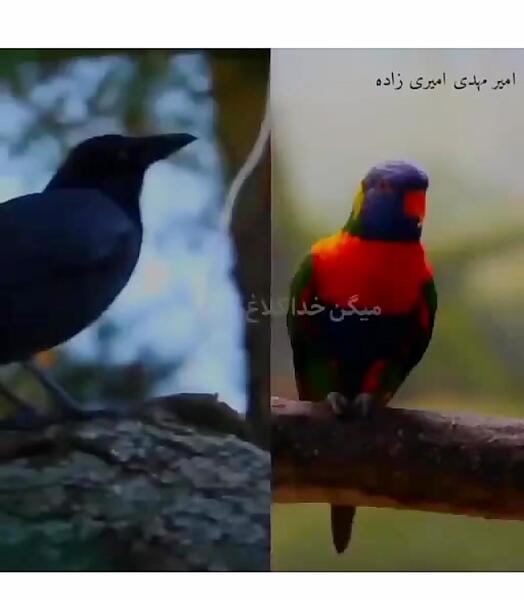 عکس طوطی کلاغ