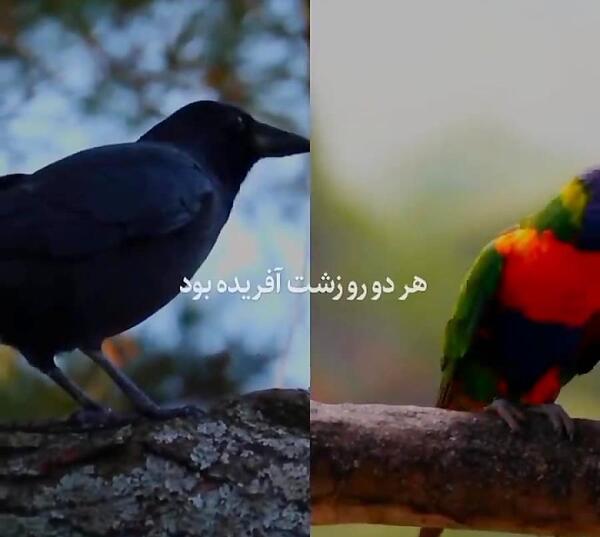 عکس طوطی کلاغ