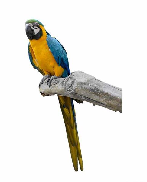 عکس طوطی کلاغ