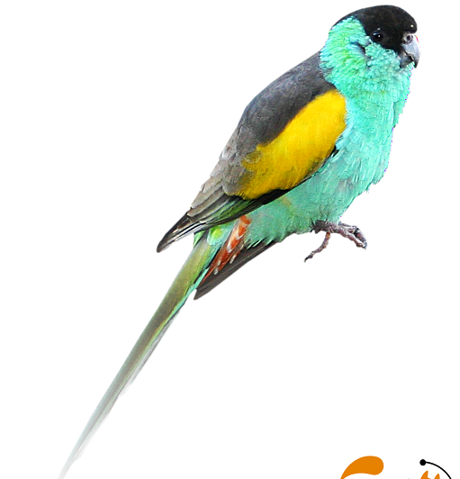 عکس طوطی های وحشی