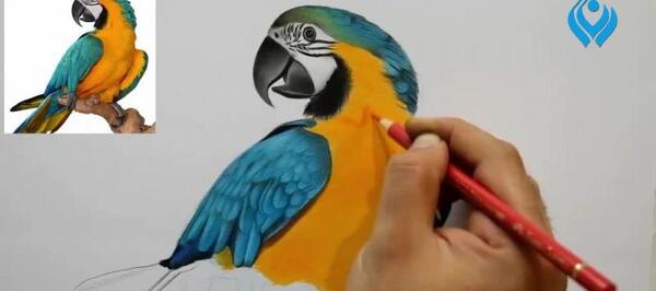 عکس نقاشی طوطی آسان