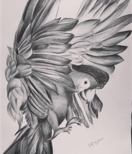 عکس نقاشی طوطی سخت