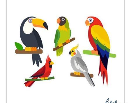 عکس نقاشی طوطی سخت