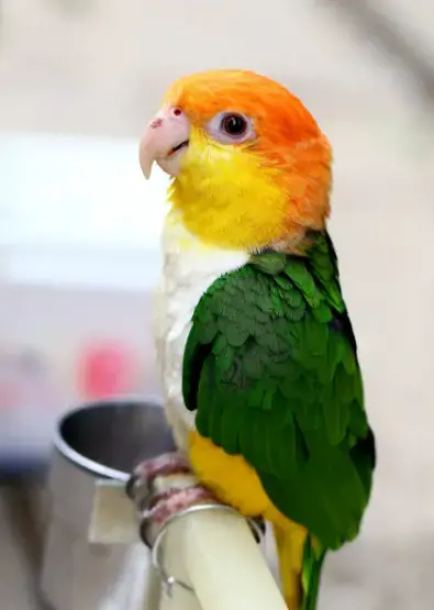 عکس طوطی سر نارنجی