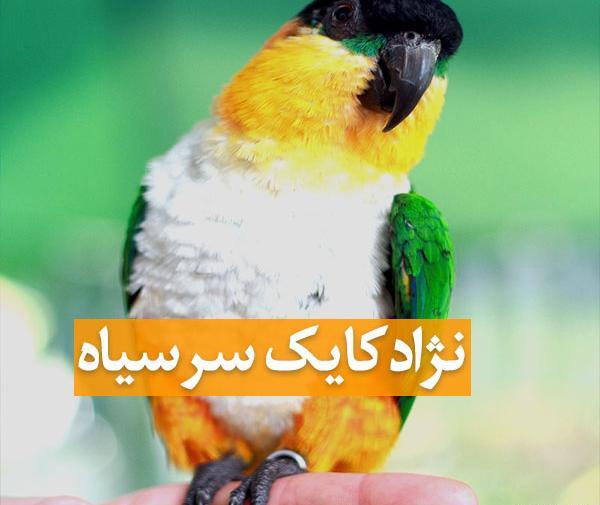 عکس طوطی سر نارنجی