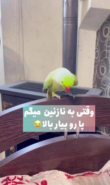 عکس طوطی ملنگو نازنین