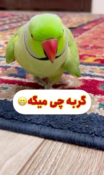 عکس طوطی ملنگو نازنین