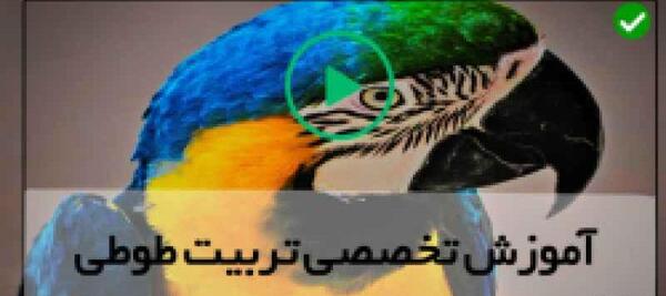 عکس طوطی ملنگو نازنین