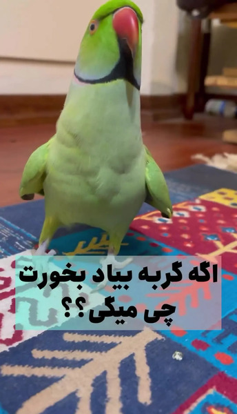 عکس طوطی ملنگو نازنین