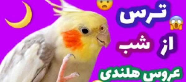 عکس طوطی ماکائو سنبلی