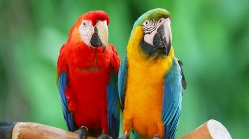 عکس طوطی ماکائو سنبلی
