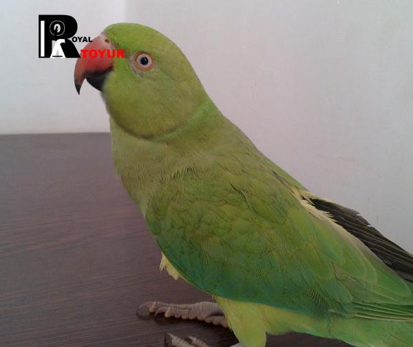 عکس طوطی ماکائو سنبلی