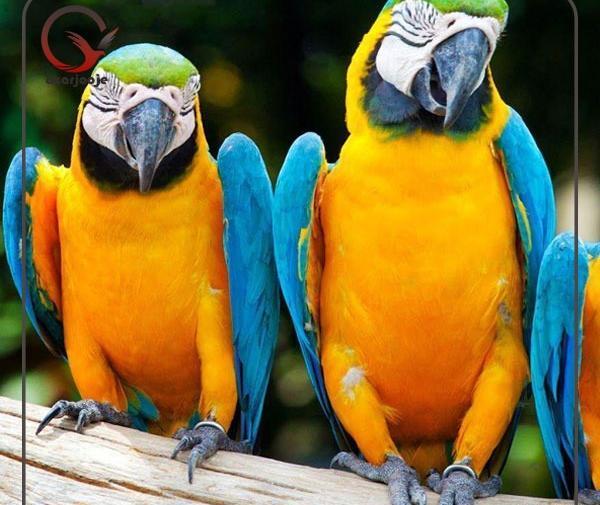 عکس طوطی ماکائو سنبلی