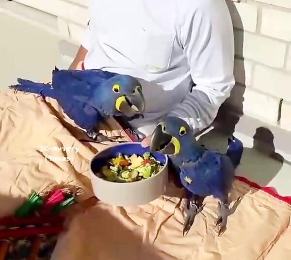 عکس طوطی ماکائو سنبلی