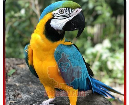 عکس طوطی ماکائو سنبلی