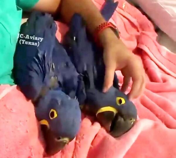 عکس طوطی ماکائو سنبلی