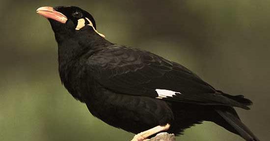 عکس طوطی مرغ مینا