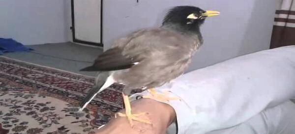 عکس طوطی مرغ مینا