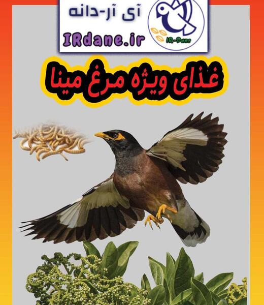 عکس طوطی مرغ مینا
