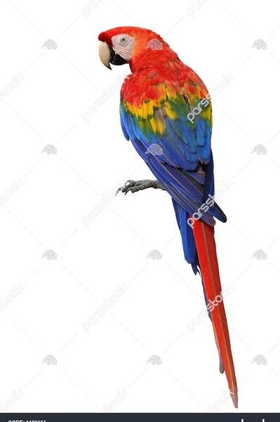 عکس انواع طوطی ماکائو