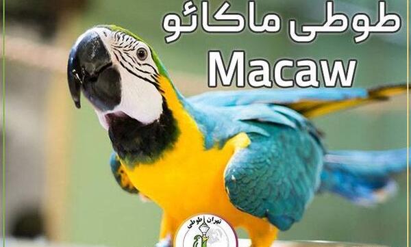 عکس انواع طوطی ماکائو