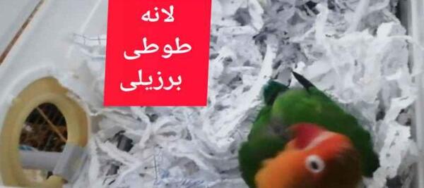 عکس لانه ی طوطی برزیلی