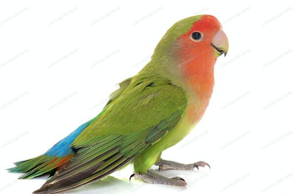 عکس لانه ی طوطی برزیلی