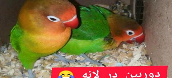 عکس لانه ی طوطی برزیلی
